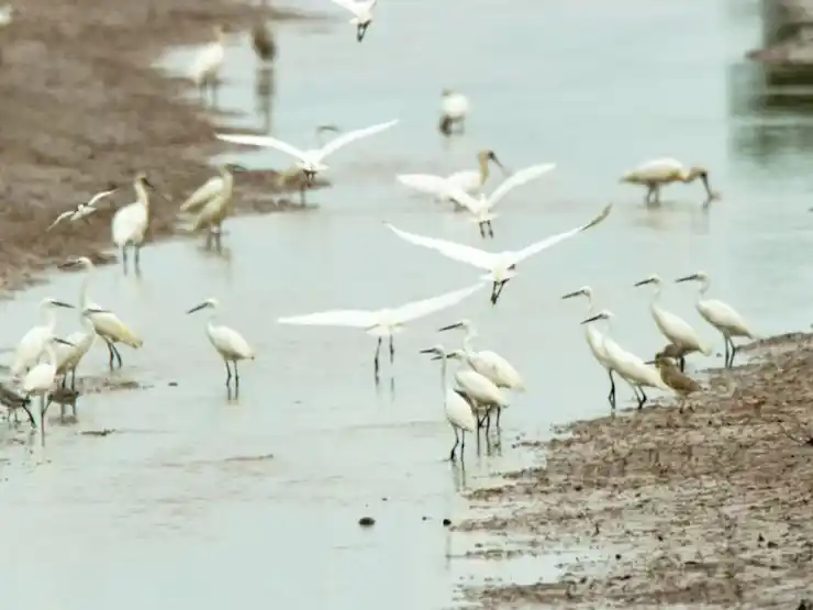 La Argentina conserva su estatus sanitario como “país libre de influenza aviar”