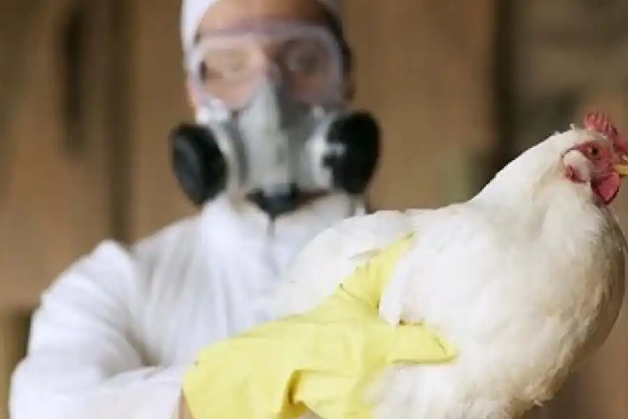 Argentina volvió a ser país libre de influenza aviar