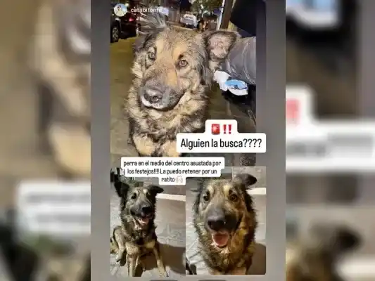 Buscan al dueño de este perrito
