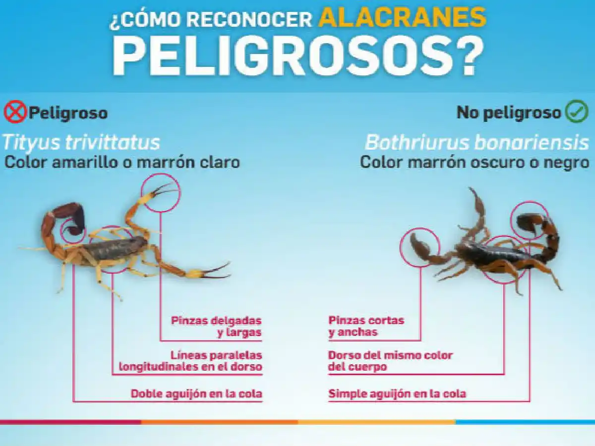 Alacranes, serpientes y arañas: cómo prevenir picaduras
