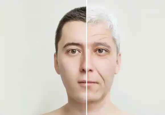 Una terapia con anticuerpos rejuvenece ratones ancianos