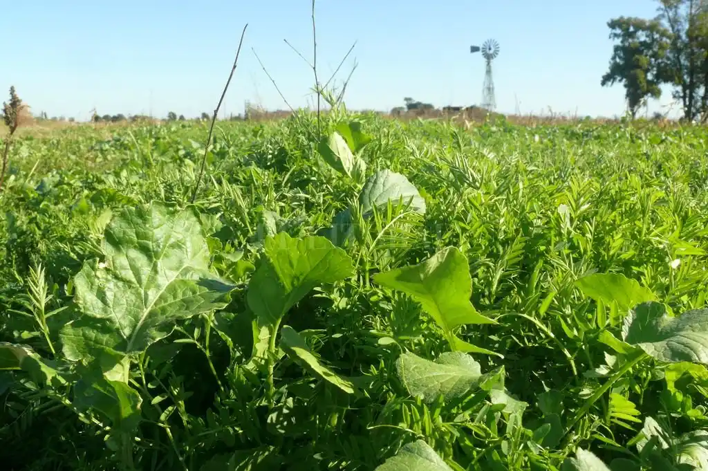 Siempre verde, el “paquete natural” para la re-evolución agrícola