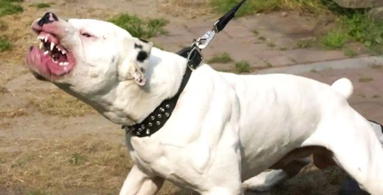 La dueña de la perra fue imputada por el hecho.