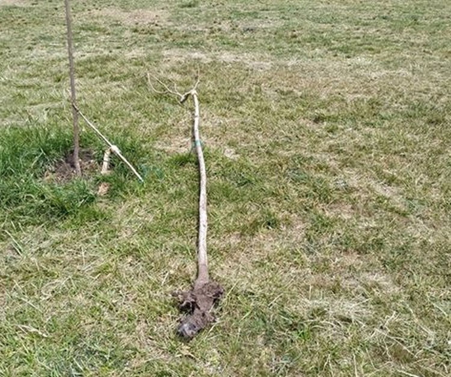 Indignación de los vecinos por destrozos en la Plaza de las Banderas