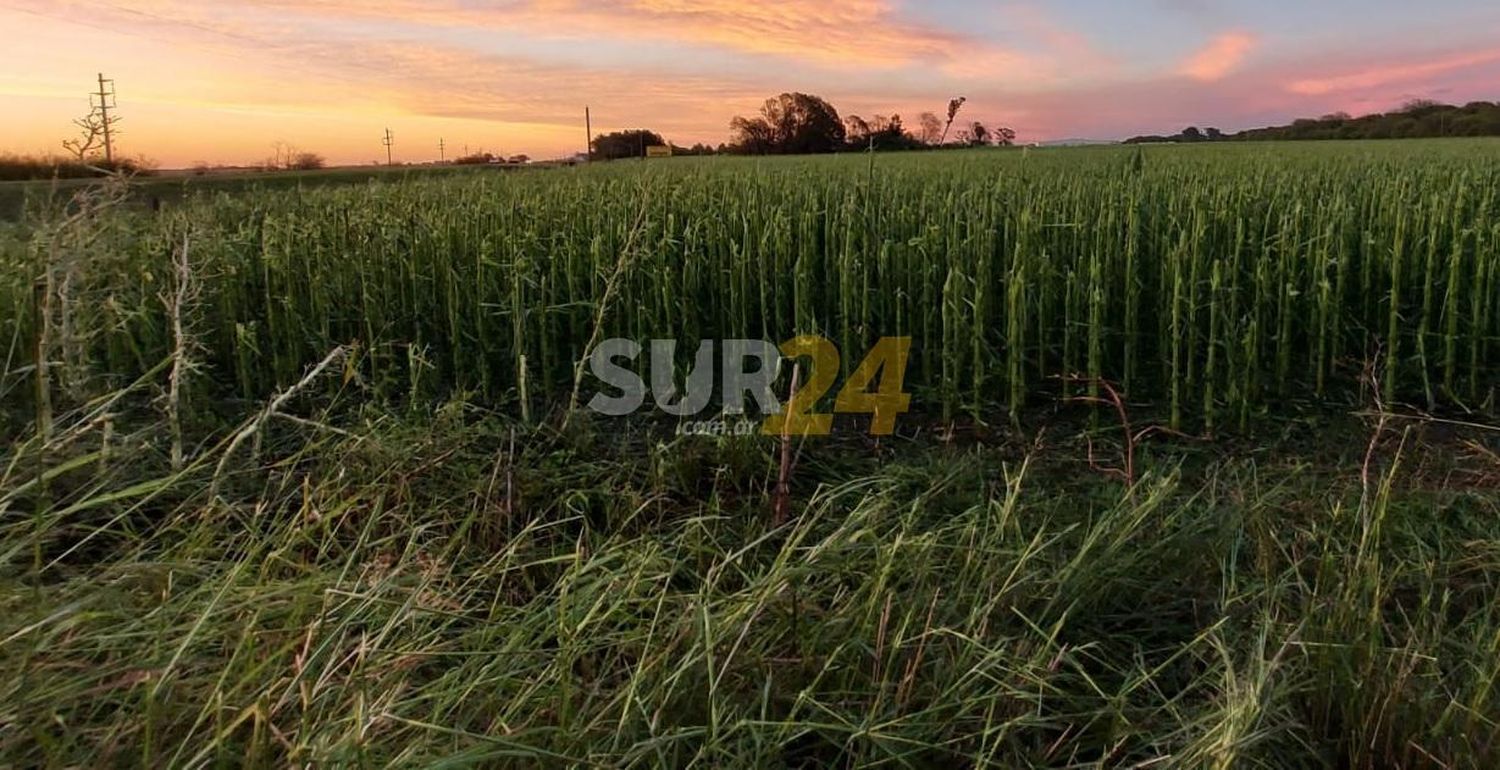 Convocan a productores rurales cañaseños damnificados por la feroz tormenta