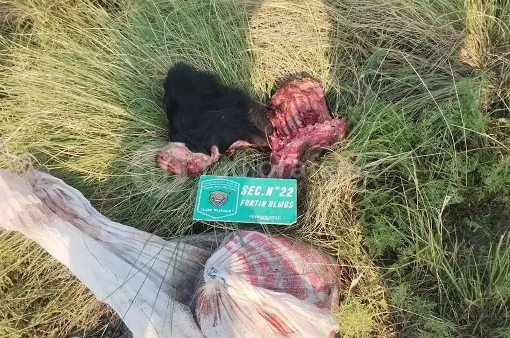 Detuvieron a un cazador ilegal en Fortín Olmos y secuestraron carne de chancho cimarrón