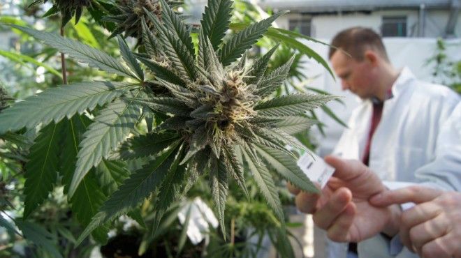 El Gobierno reglamentó la ley de cannabis: se podrá producir y consumir desde alimentos hasta cosméticos