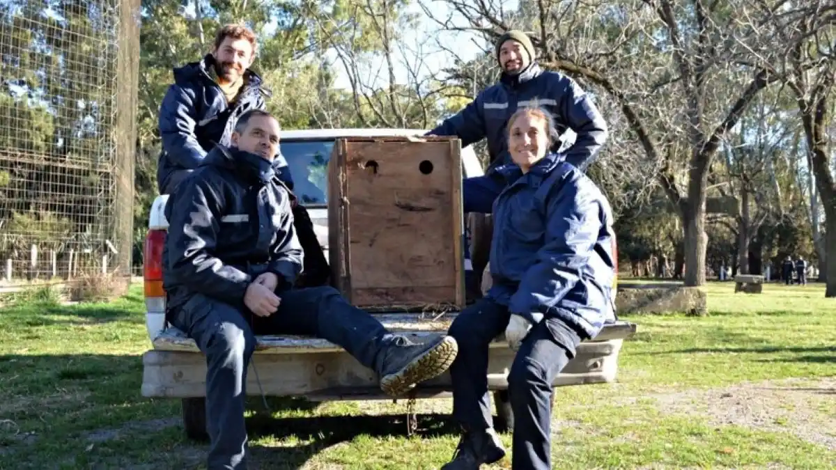 Trasladaron de Olavarría a Buenos Aires pichón de cóndor andino que luego será liberado en el Sur
