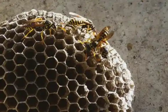 Lo picaron más de 150 avíspas cuando fue a orinar a un árbol