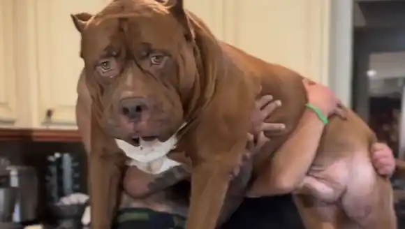 El Pitbull más grande del mundo