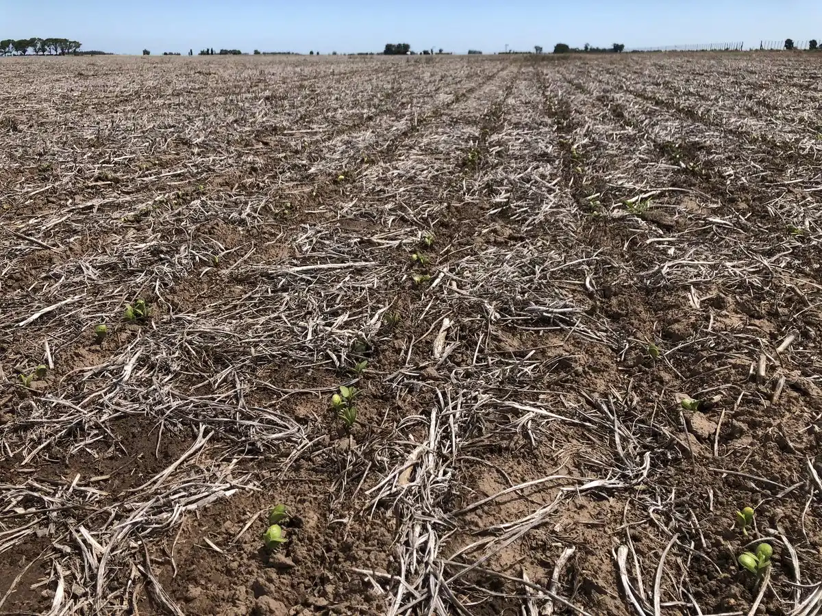 Gestión de la ARCH: Prórroga en la presentación de la declaración jurada por de emergencia y/o desastre por sequía