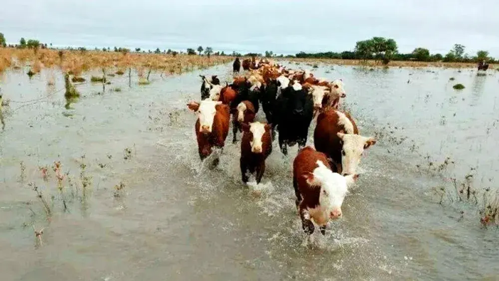 Productores evacuan ganado ante la crecida del río Paraná en el norte bonaerense