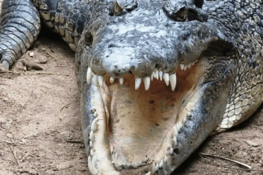 Sobrevivió al ataque de un cocodrilo mordiéndole el párpado al animal