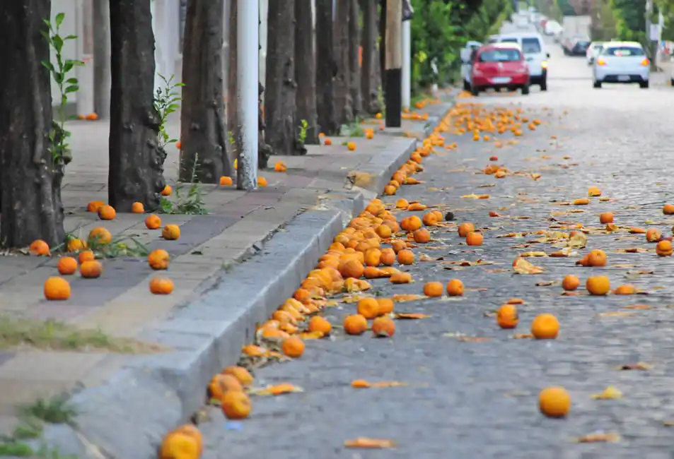 El área de Servicios solicita  colaboración de la población  para facilitar la recolección