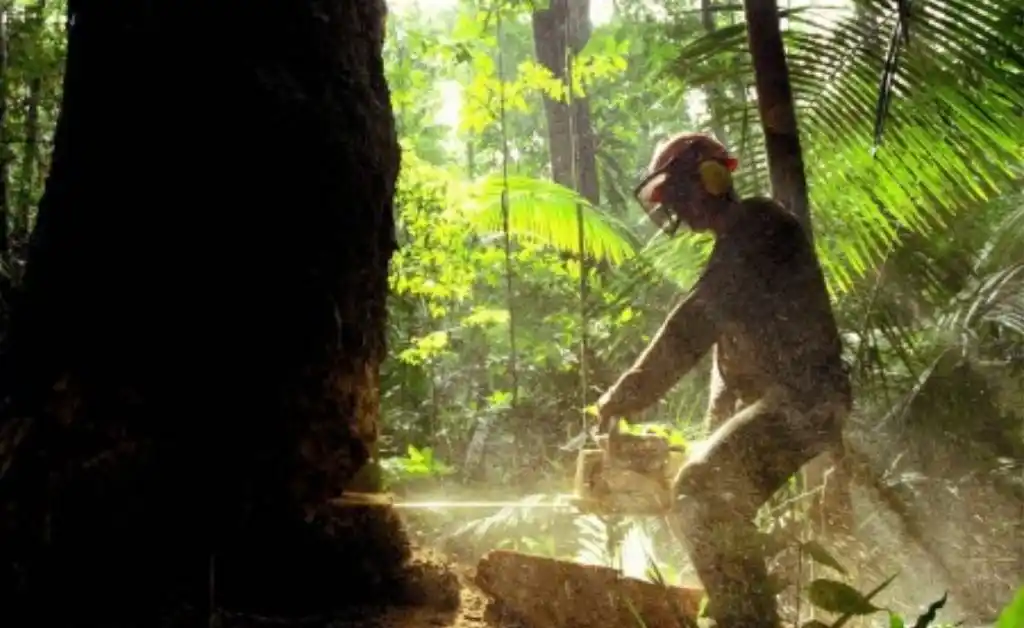 La deforestación en la Amazonía brasileña crece un 54%