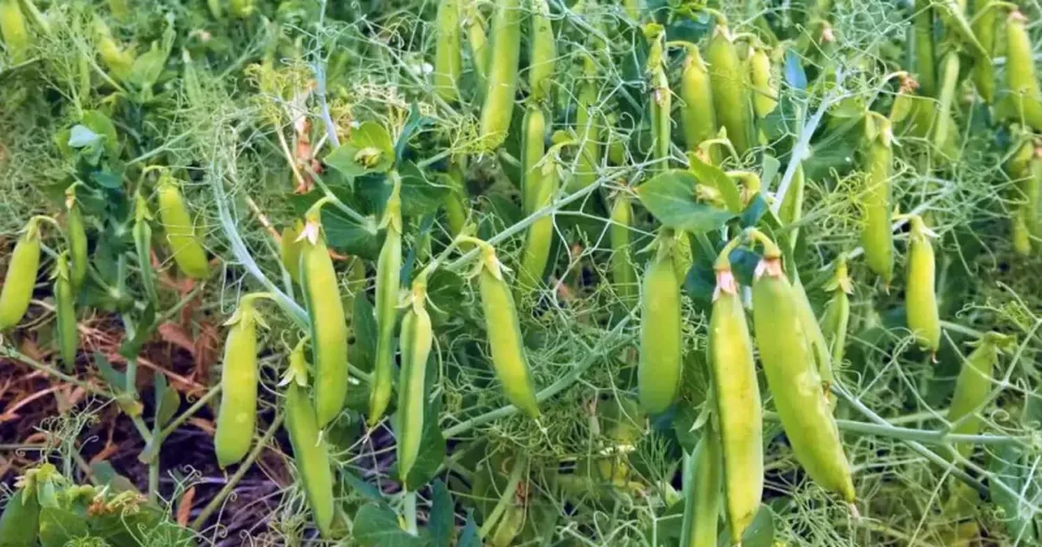 Con óptimas reservas de humedad en el suelo, se presenta una campaña muy prometedora para el cultivo.