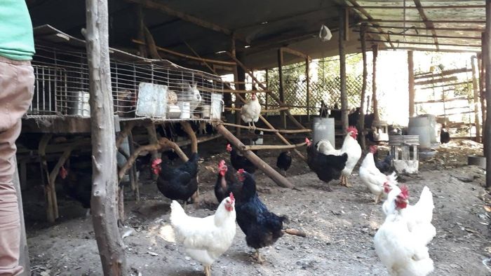 Influenza aviar en Córdoba. - 3