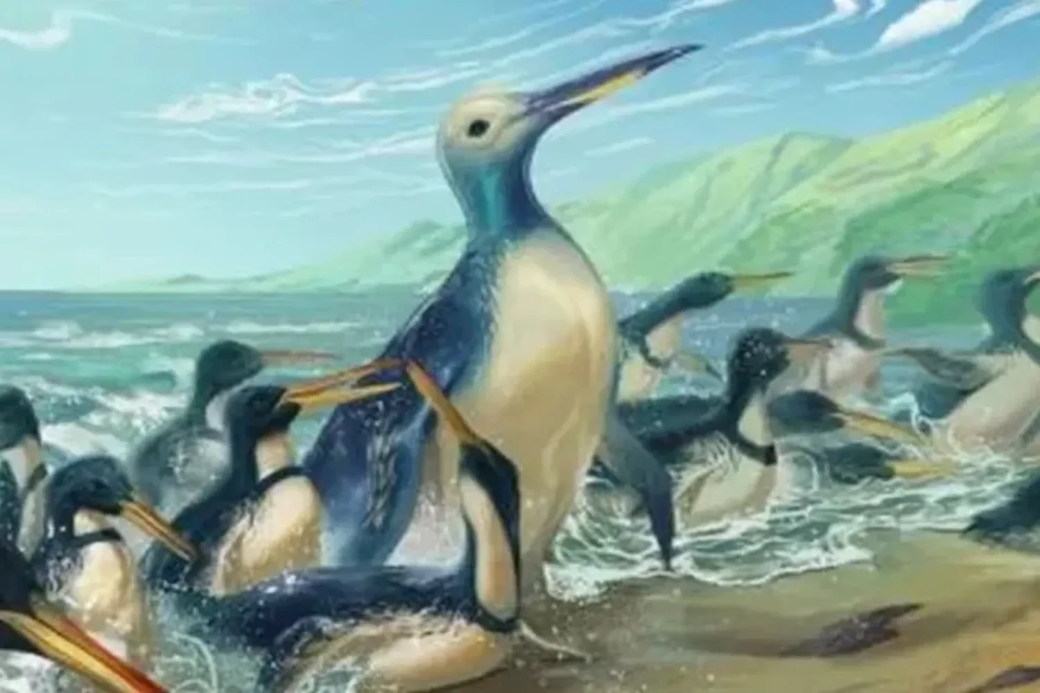 Sorprendente: hallaron los restos fósiles de un pingüino gigante, el más grande de la historia