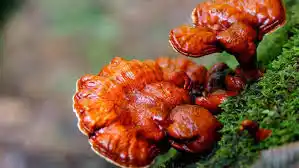 reishi