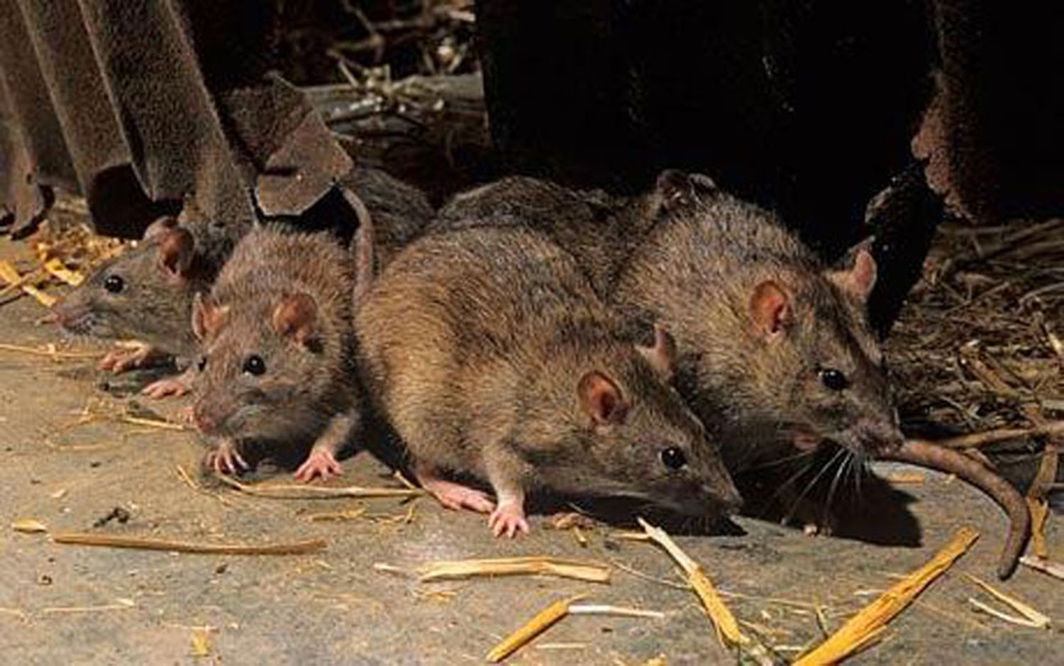 La Plata: Confirman tres casos de hantavirus 