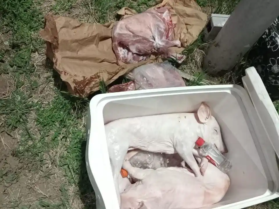 Arrufó: secuestraron más de 20 animales faenados en un colectivo durante un control policial - 2
