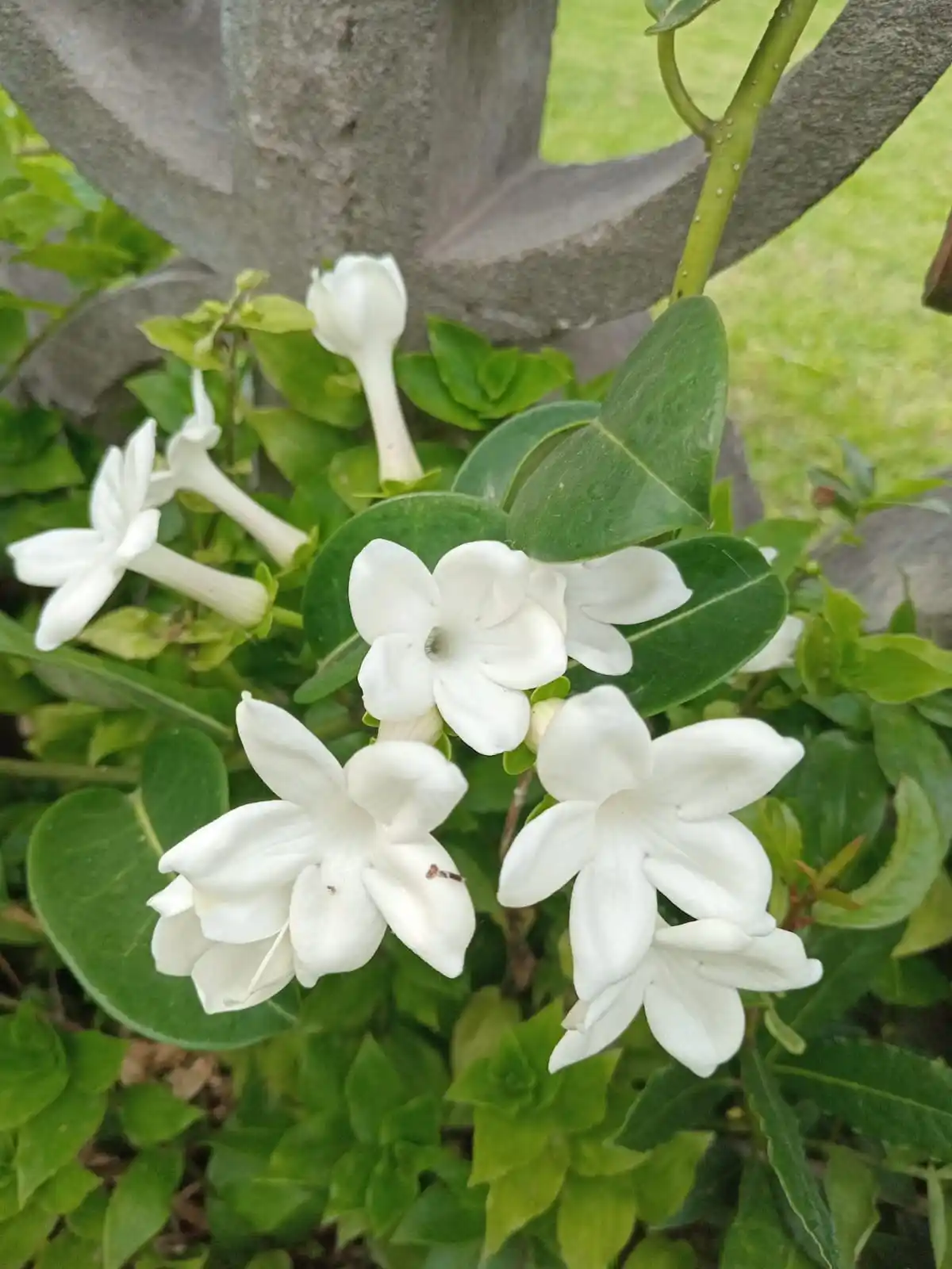 Las flores de mi jazmín