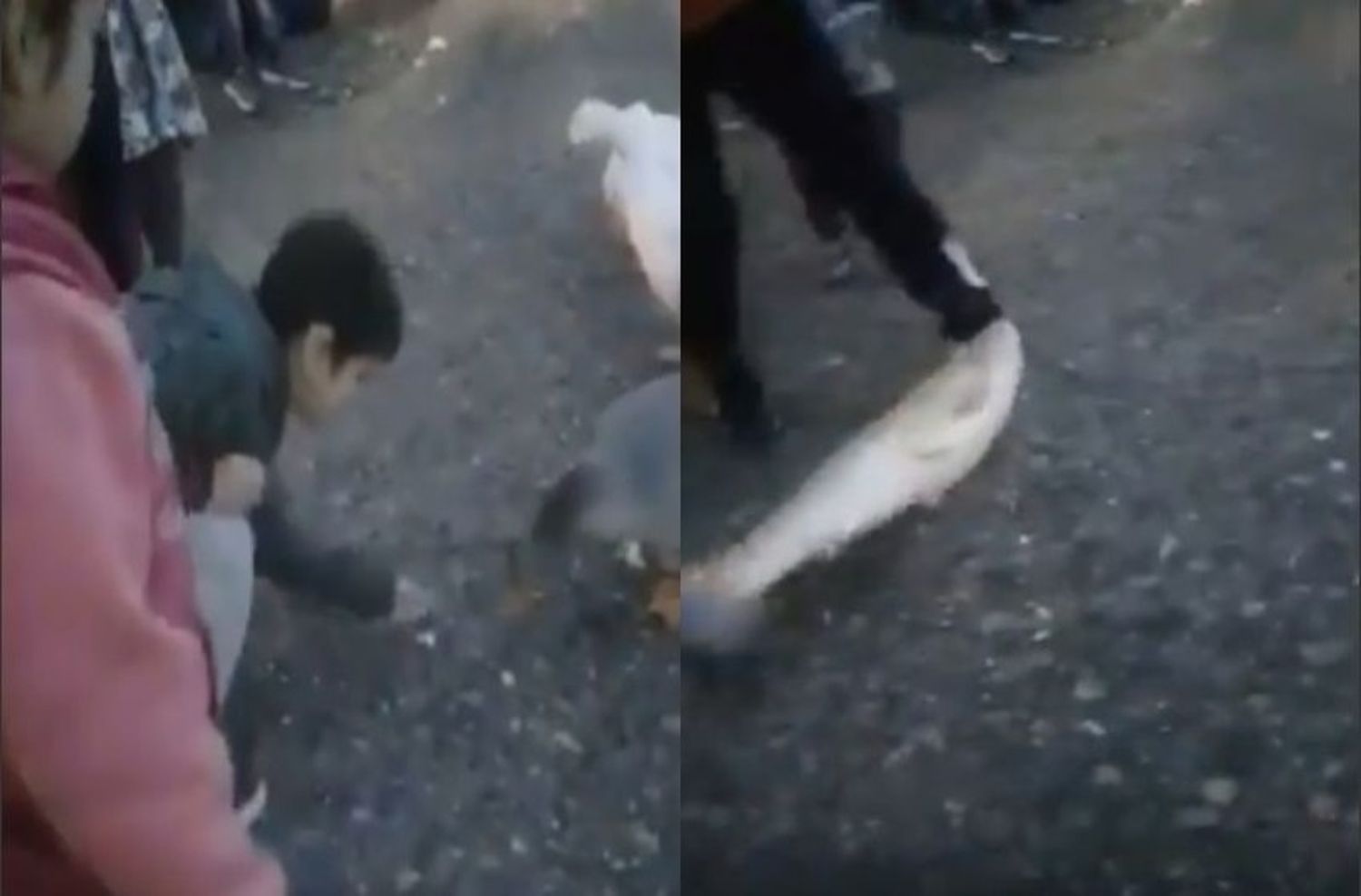 Un pez salió del laguito y llamó la atención a grandes y chicos