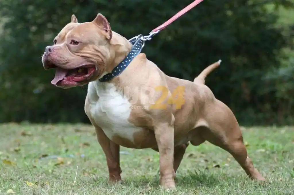 Una mujer murió tras ser atacada por seis pitbulls en una granja