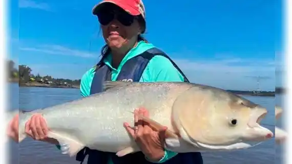 Las carpas vuelven a preocupar al invadir áreas en las que no estaban