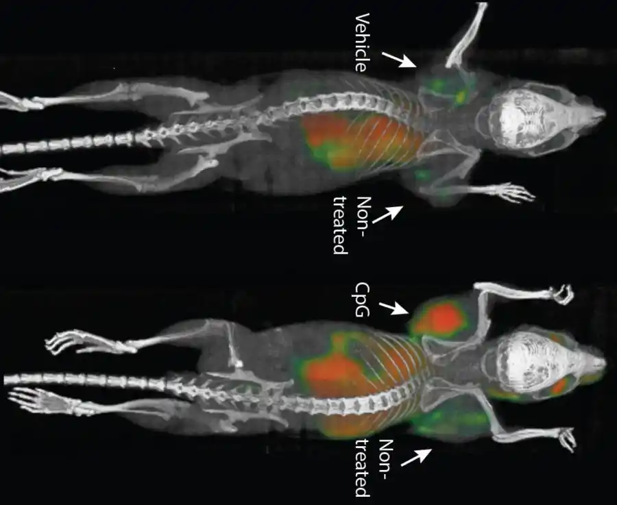 Una vacuna elimina tumores y sus metástasis ocultas en ratones