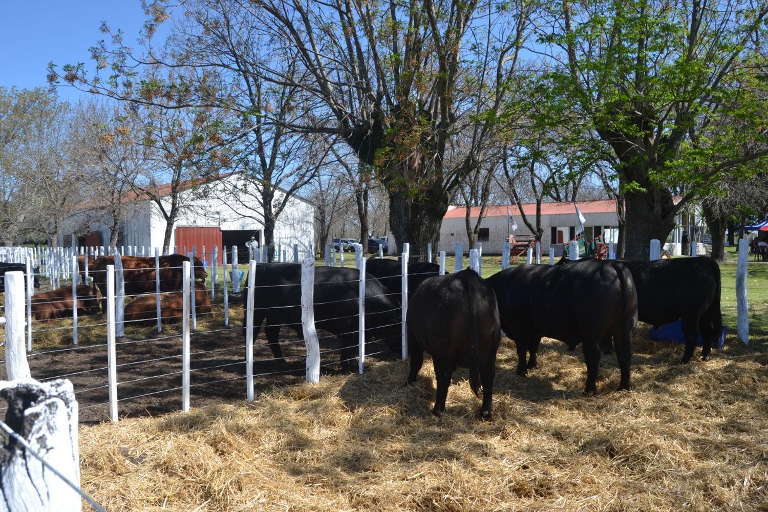 Comenzó la Expo Rural en Gualeguay 