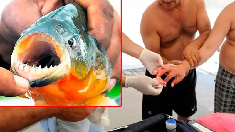 Ataques de palometas en Santa Fe