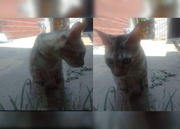 Buscan a esta gatita