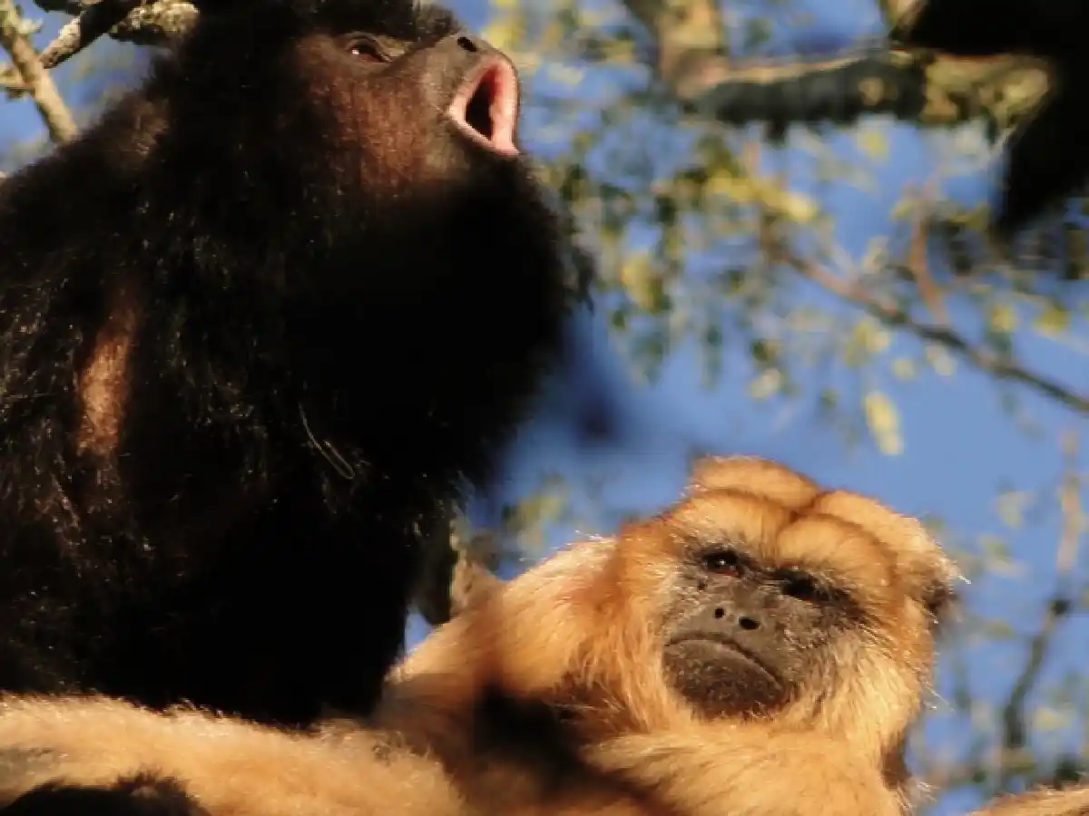 Misiones: En peligro de extinción, el mono Aullador fue declarado Monumento Natural