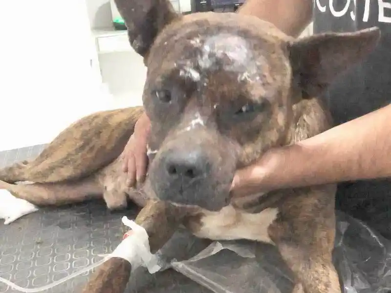 La Policía investiga un caso de agresión a un
can en el barrio Urbanización Maradona