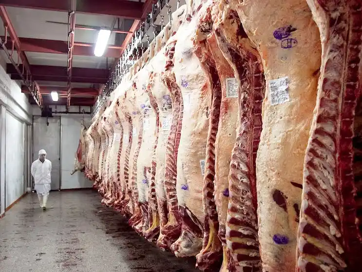 La escasez de hacienda profundiza el retroceso de la faena vacuna