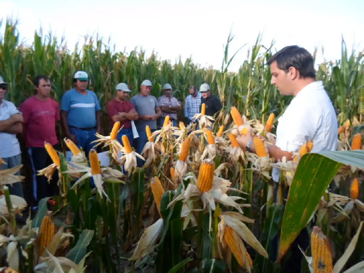 Ingenieros agrónomos: el compromiso de producir más y mejor     