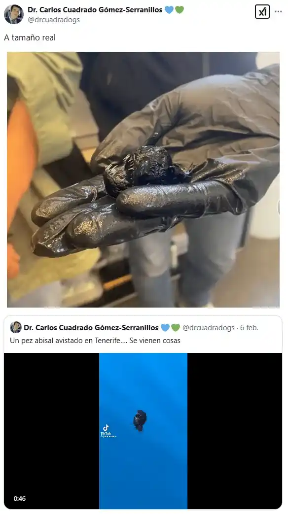 Así es el tamaño verdadero del pez diablo negro macho (X/@drcuadradogs).