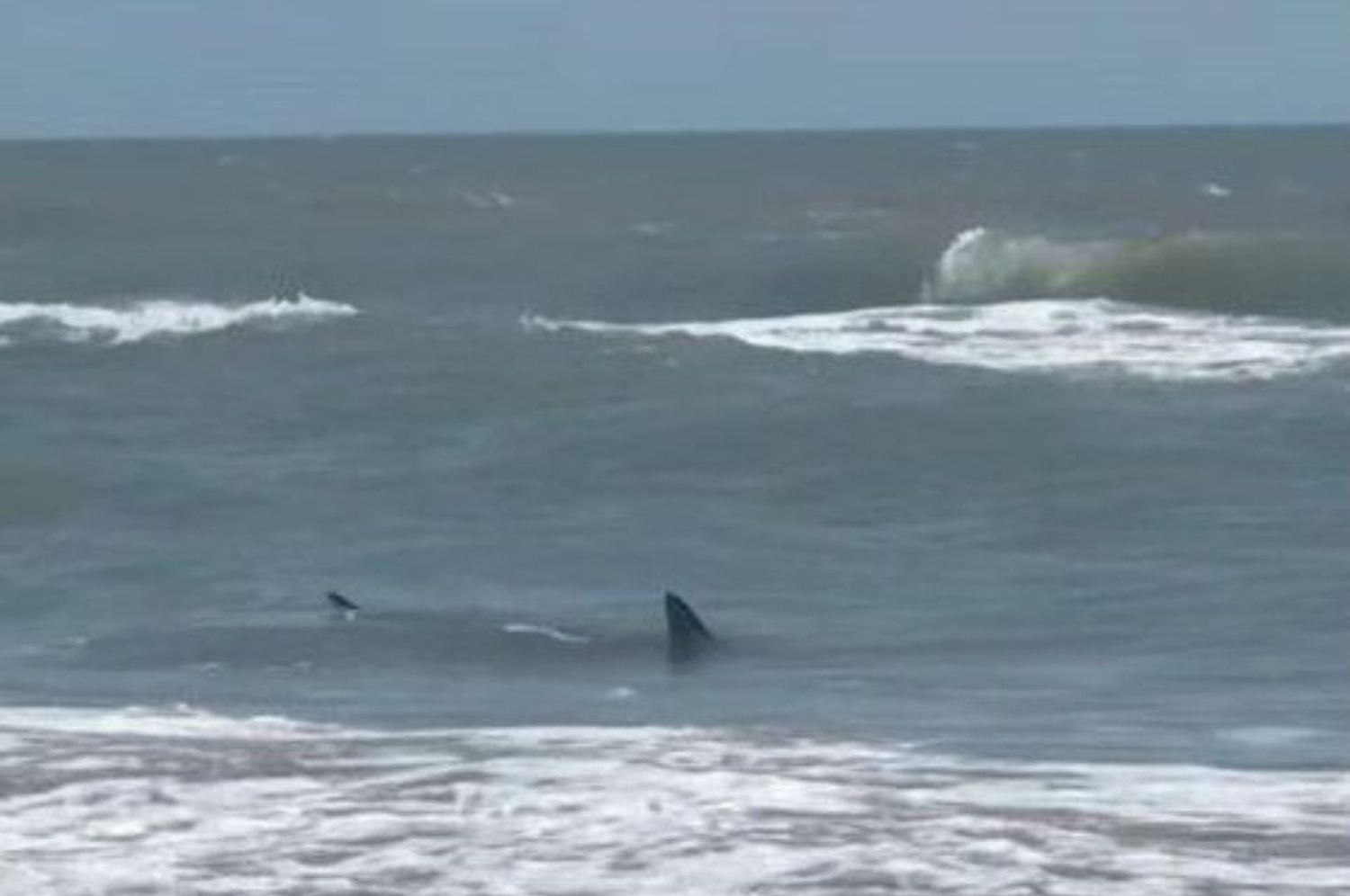 Tiburones en las playas de Texas