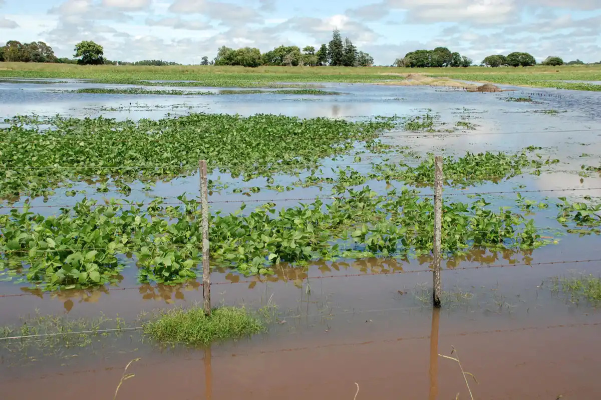Decisión del Ministerio de Agroindustria nacional: Emergencia agropecuaria para diez distritos bonaerenses