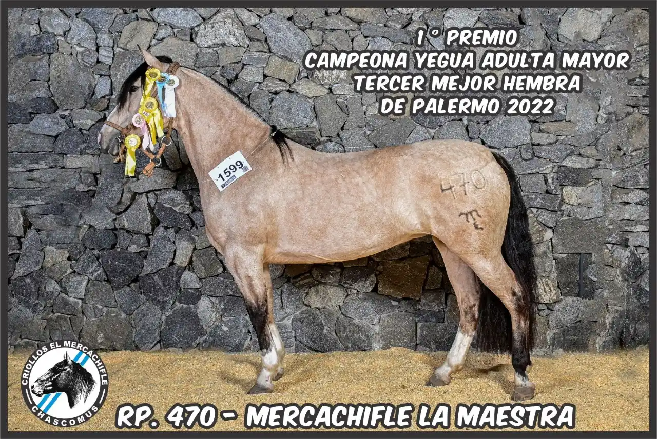 Caballos de raza Criolla: Ejemplares de Cabaña chascomunense “El Mercachifle” lograron primeros premios en la Rural de Palermo