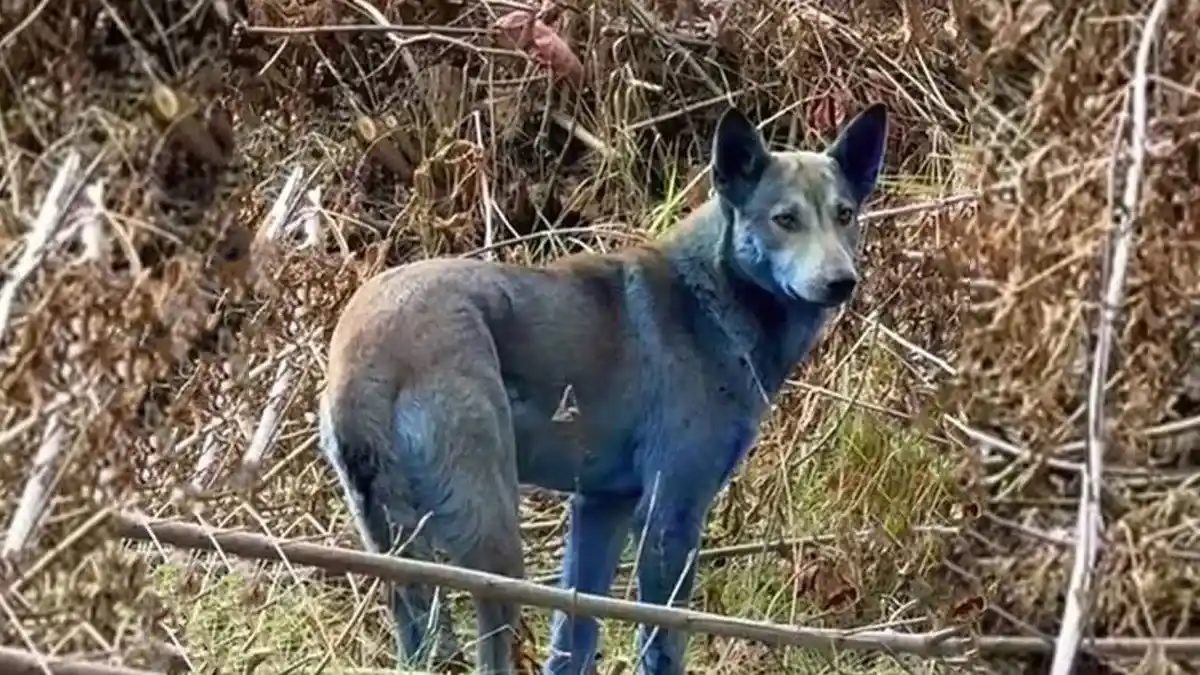 Misterio total en Ucrania: Investigadores buscan a tres perros azules que fueron vistos cerca de Chernóbil