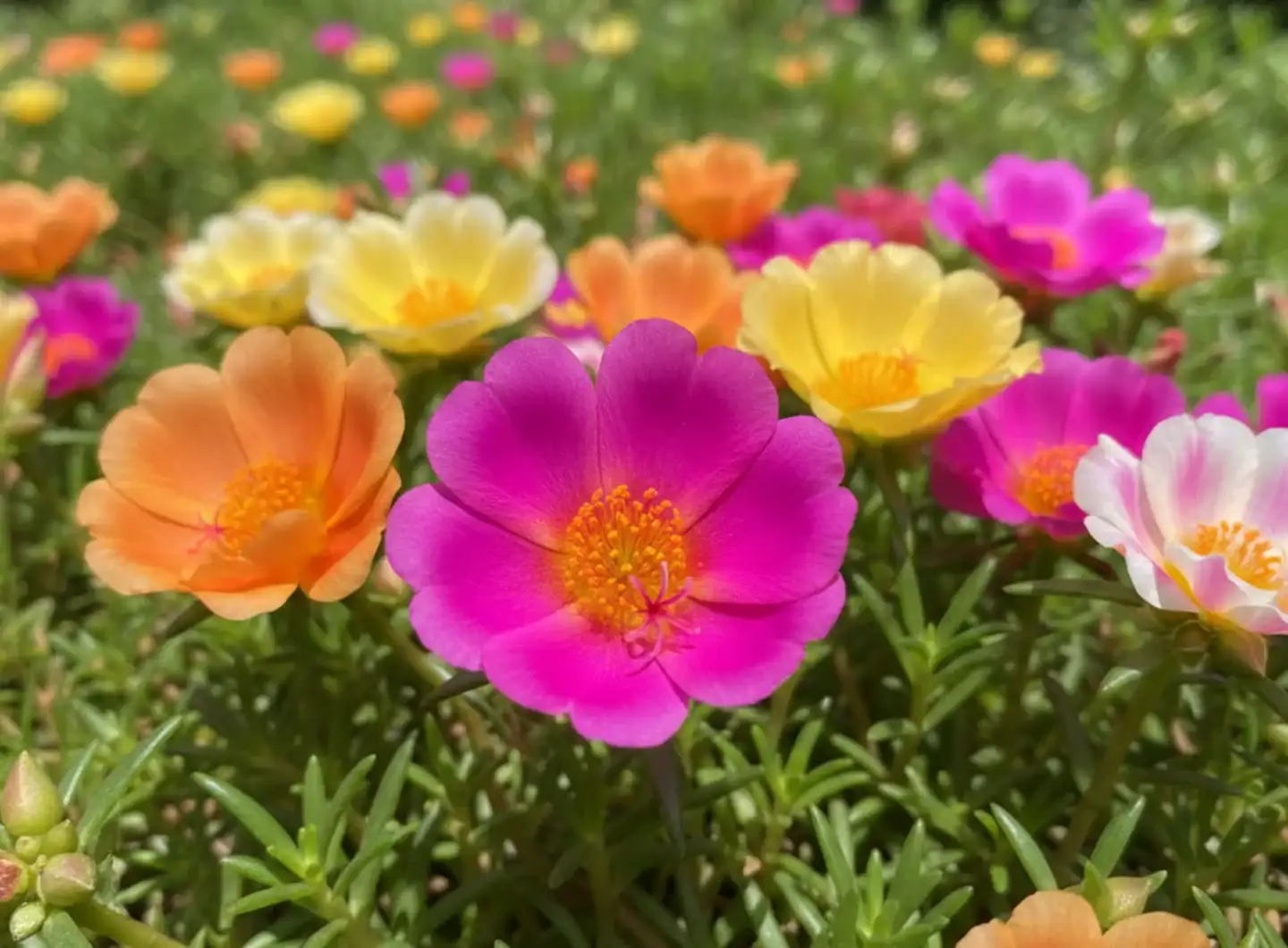 portulaca - 1