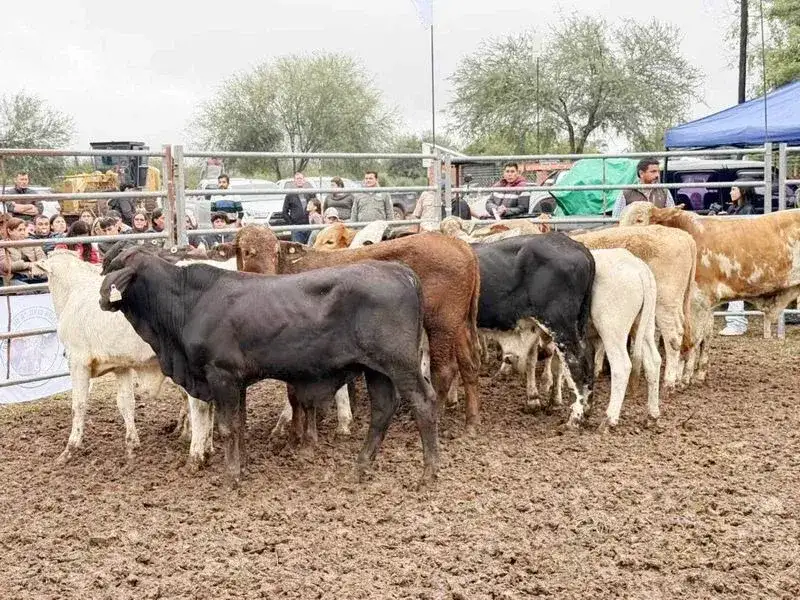 Exitoso remate ganadero en el paraje La
Diosa con más de 630 cabezas comercializadas