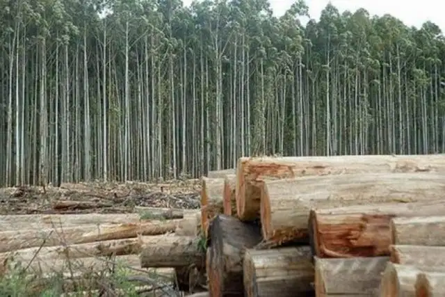 Se reactiva la ley de bosques en Entre Ríos
