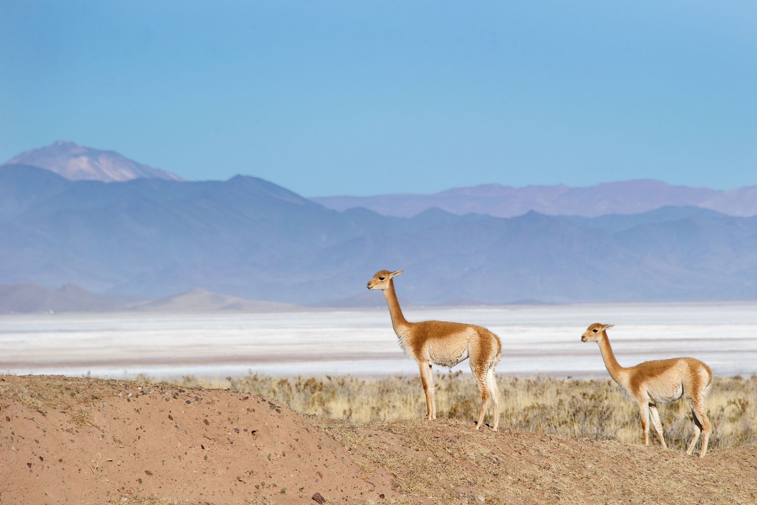 En los salares de la Puna salteña, la naturaleza convive con uno de los yacimientos de litio más codiciados del planeta