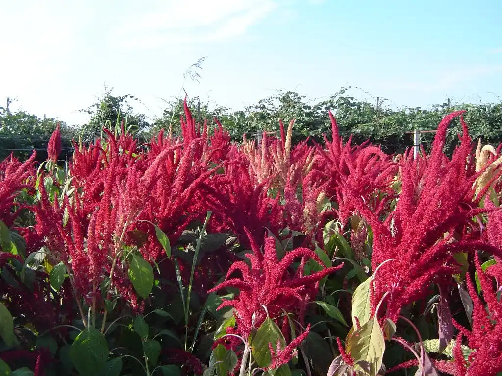 La UNL promueve el cultivo y el consumo de amaranto