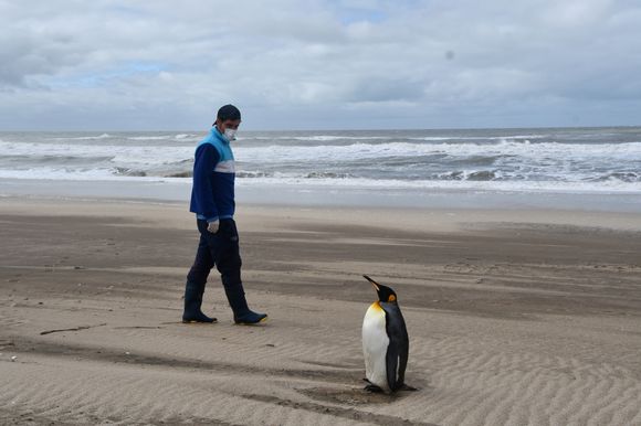 Tras más de seis meses de recuperación, un pingüino rey rescatado volvió al mar en San Clemente del Tuyú