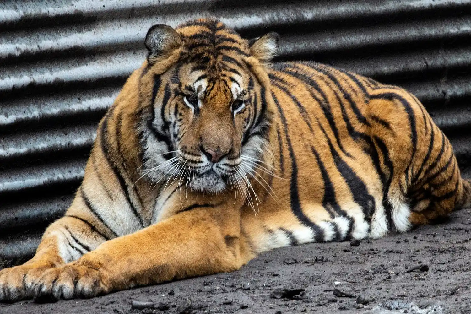 Rescataron a dos tigres de Bengala en un campo de Balcarce: “Estaban descuidados y desnutridos”