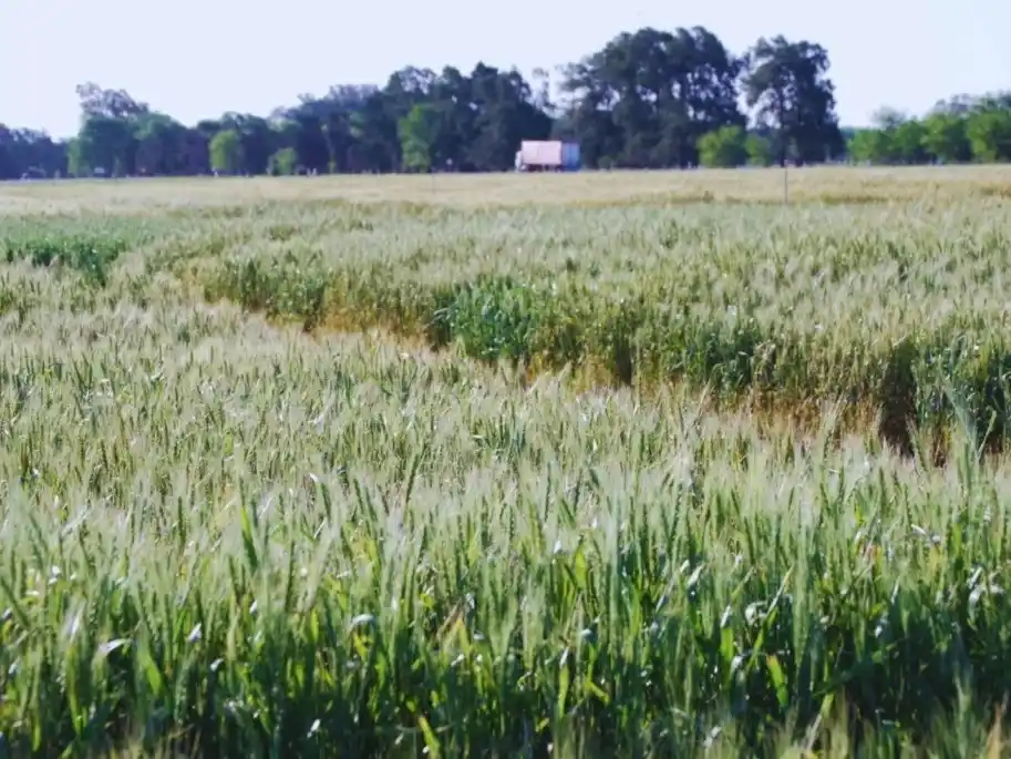 Campaña ideal para evaluar la genética del trigo argentino
